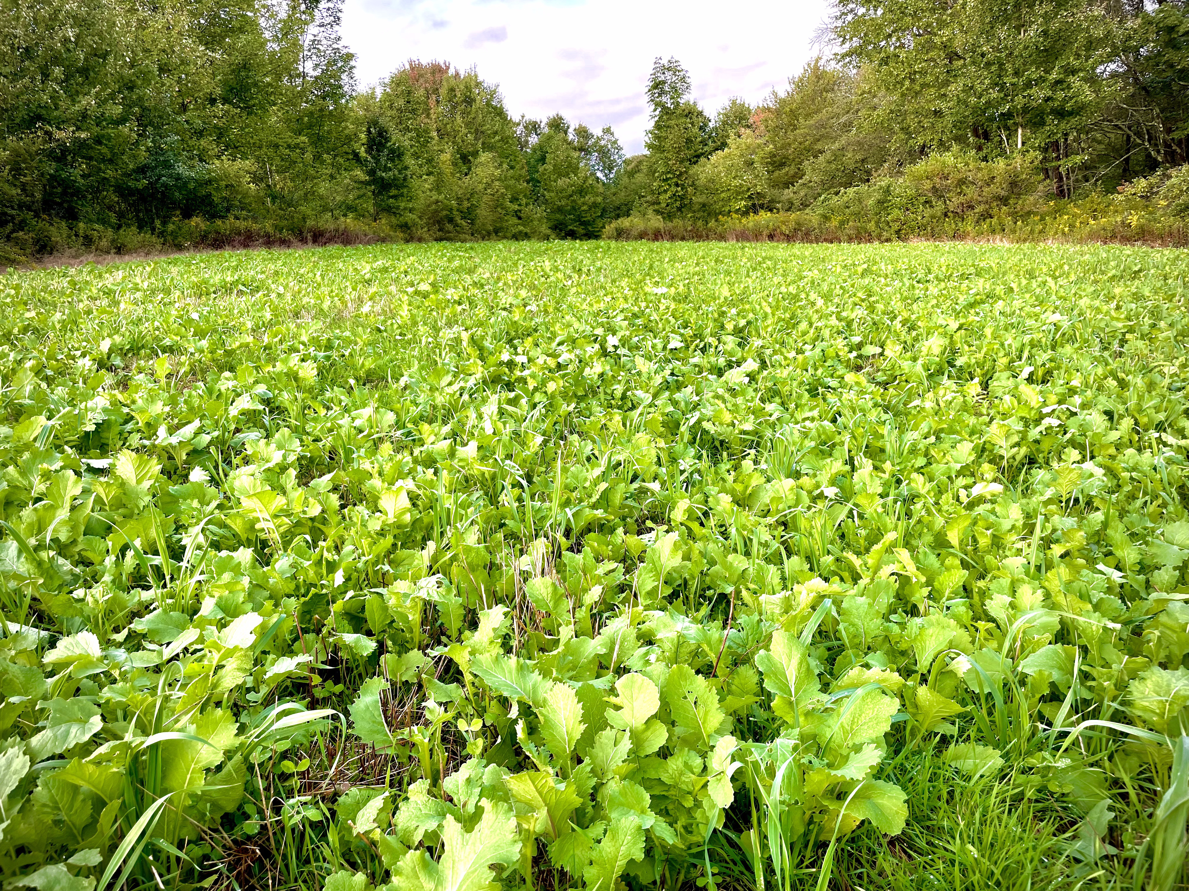 Food Plots